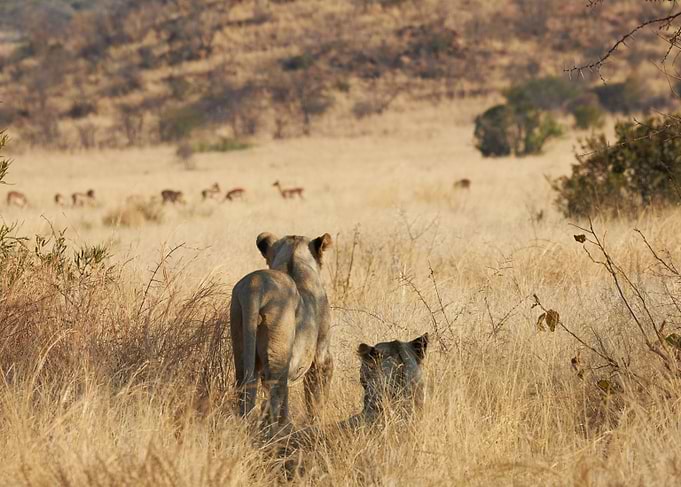 Lionesses in the Savannah