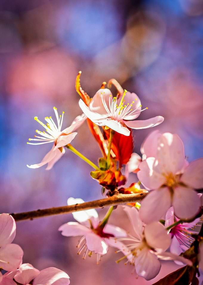 Cheerful Sakura Flowers