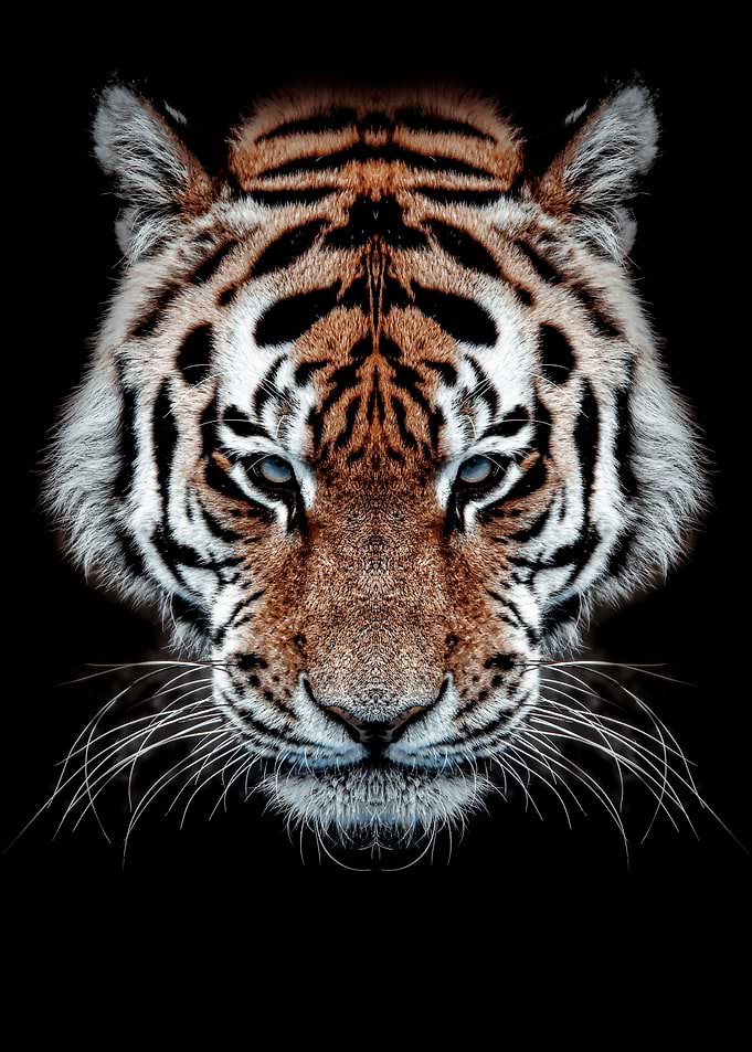 wild tiger orange head