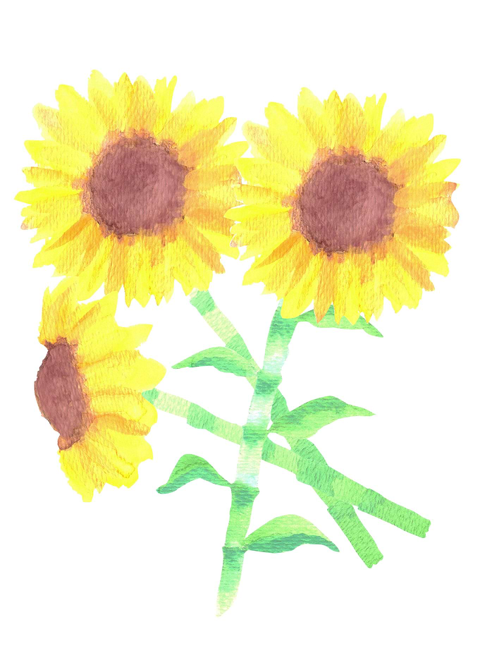 Sunflowers or Helianthus