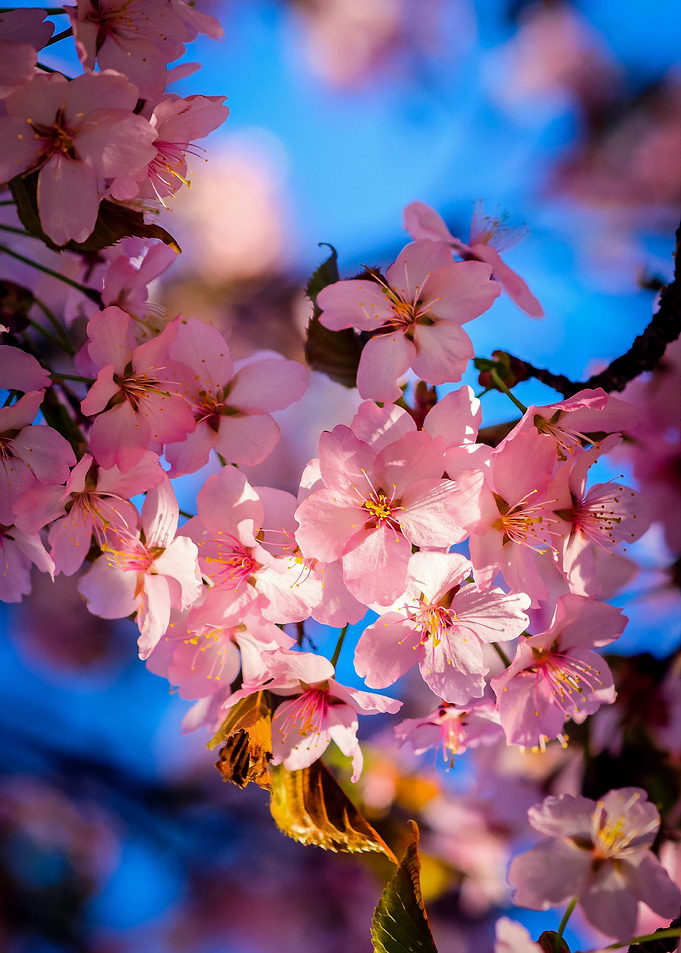 Fresh Pink Sakura Garland