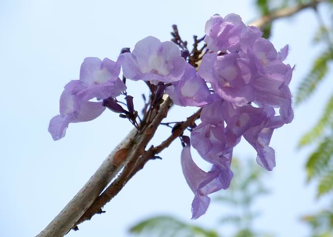 Beautiful Fresh Flower