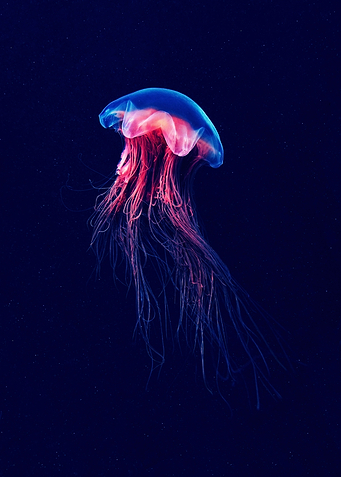 Cyanea