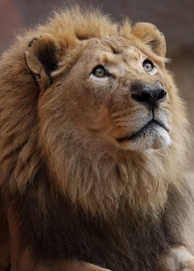 Lion Hope