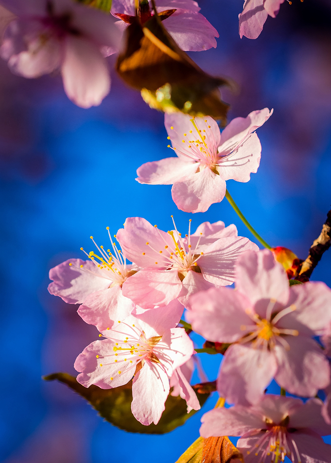 Adorable Sakura Blossoms
