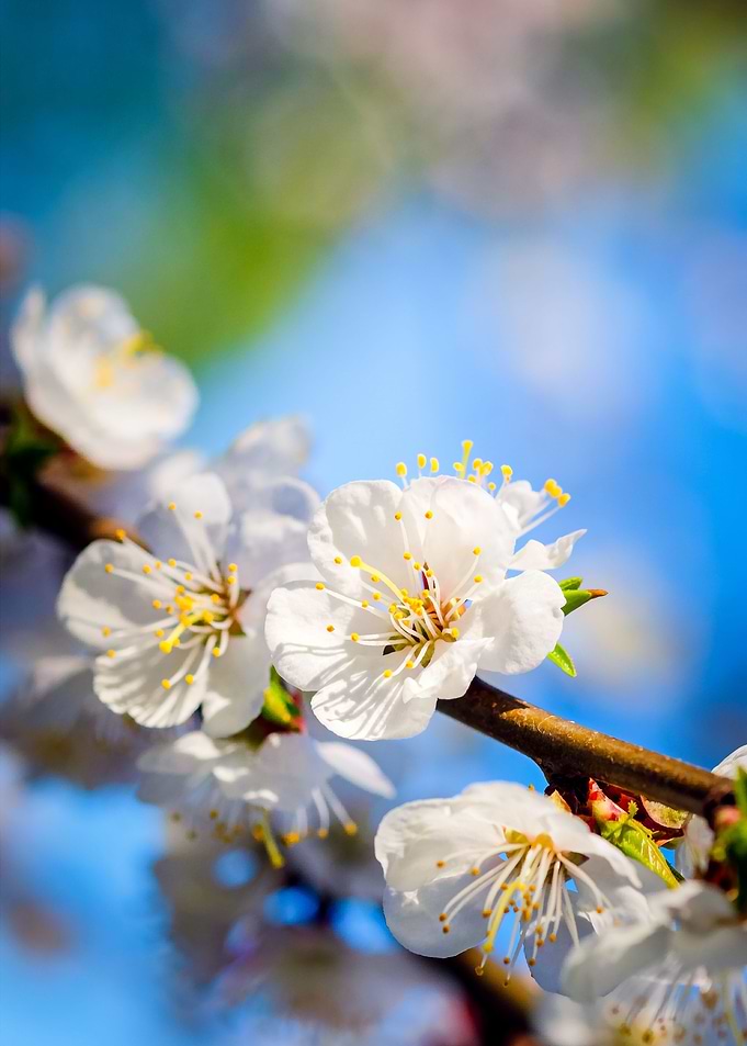 Apricot Flowers White Blue