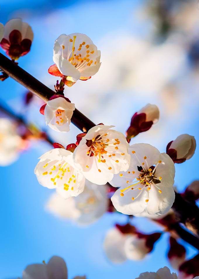 Apricot Blossoms On Blue