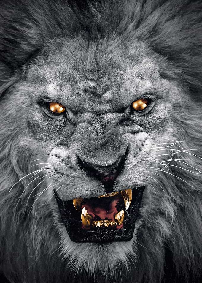 wild golden lion head
