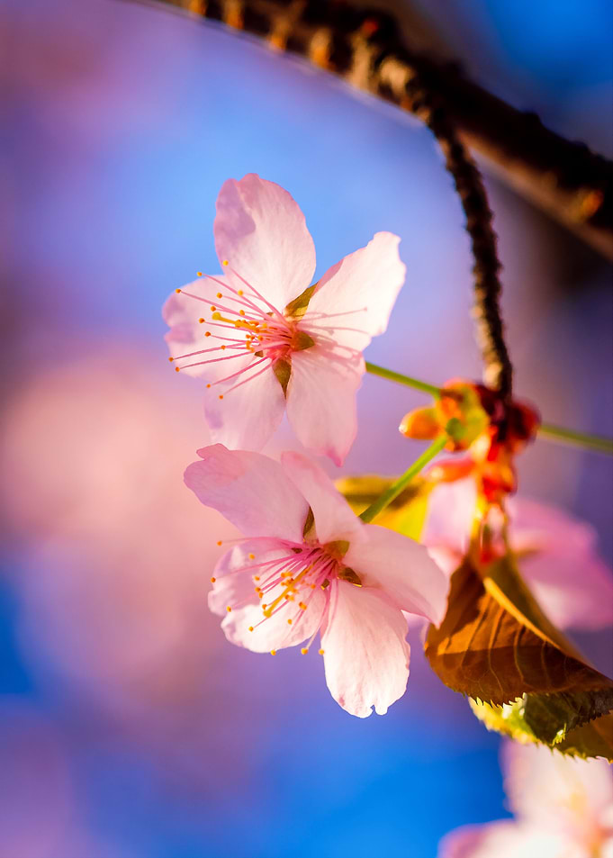 A Couple Of Sakura Flowers