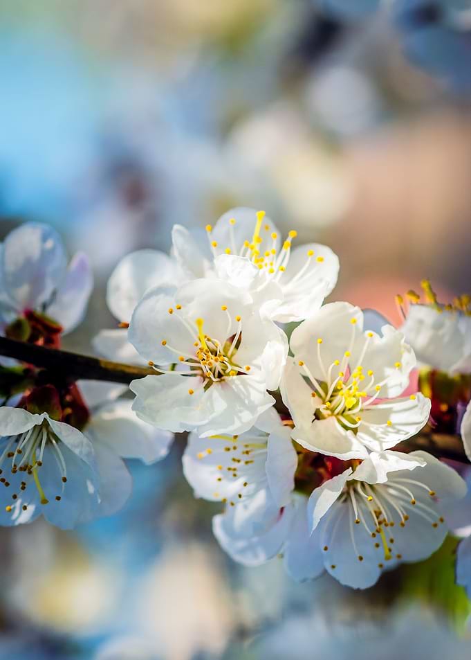 Stunning Apricot Flowers