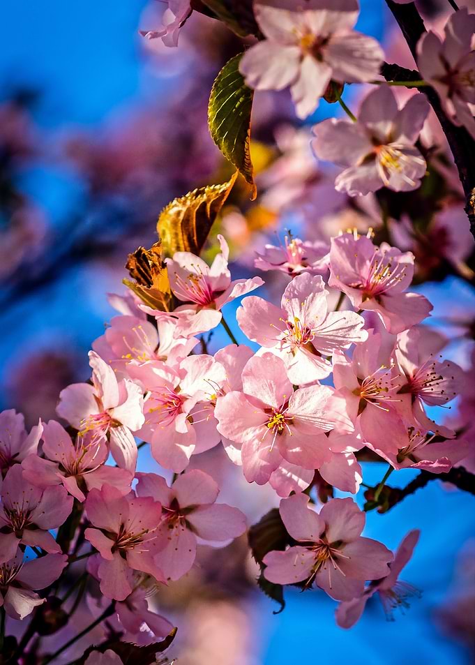 Cool Sakura Garland