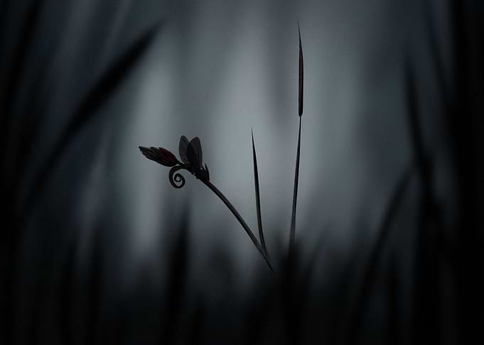 Dragonfly at night