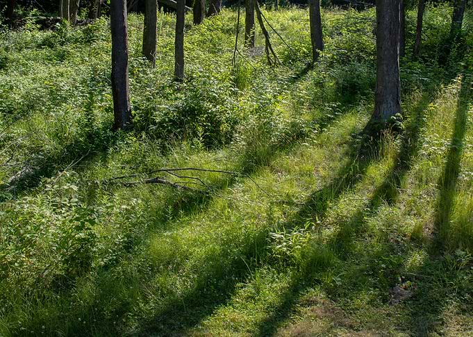 woods with morning light