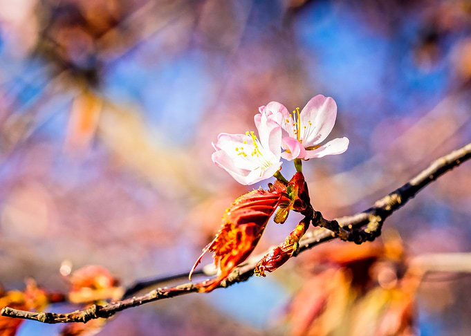 Pink Sakura Flower Twins