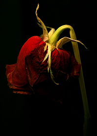 Withering Away