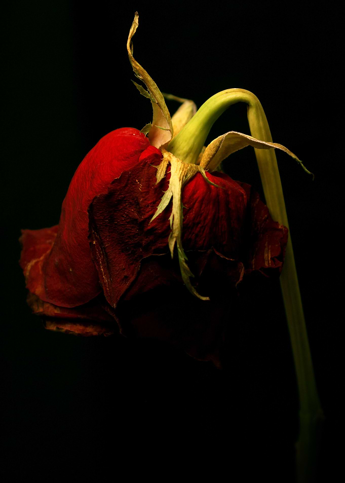 Withering Away