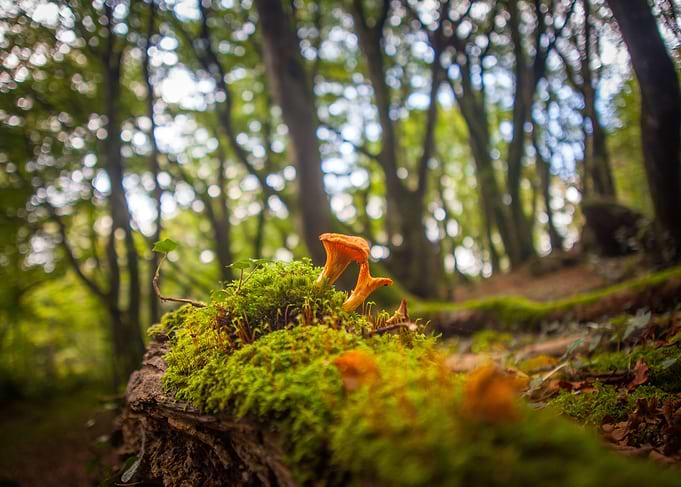 forest floor