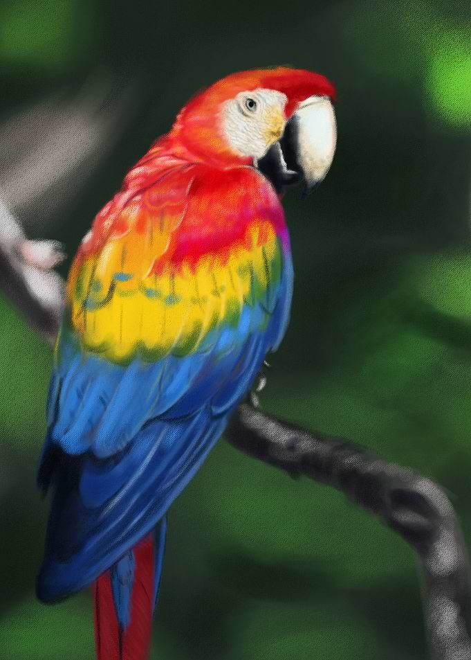 Arara Silvestre Macaw