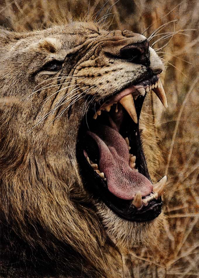 Lion