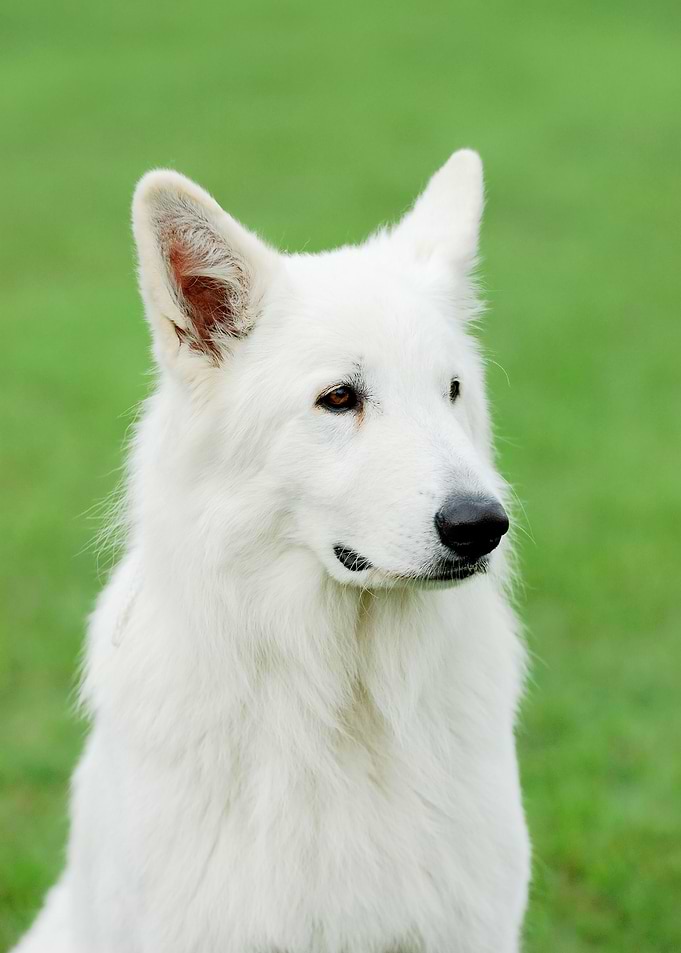 White Swiss Shepherd Dog