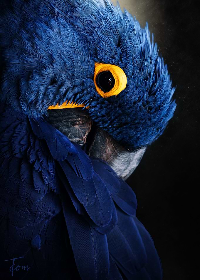 Blue Macaw