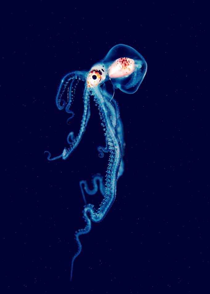 Newborn octopus