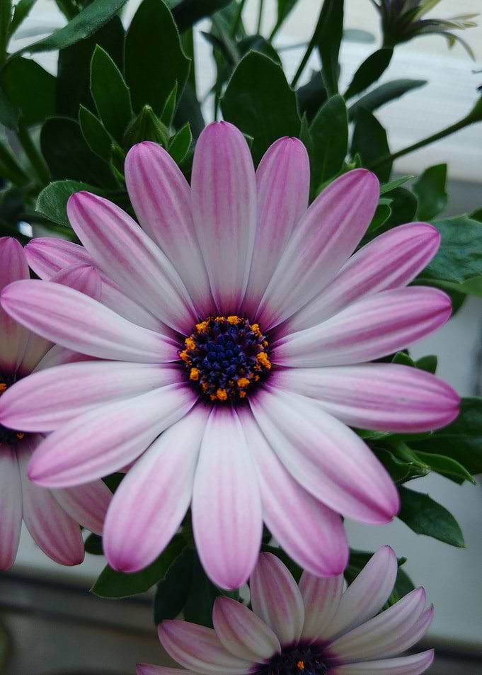 gerbera daisy