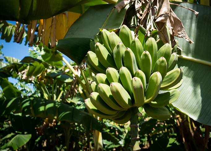 Young Bananas