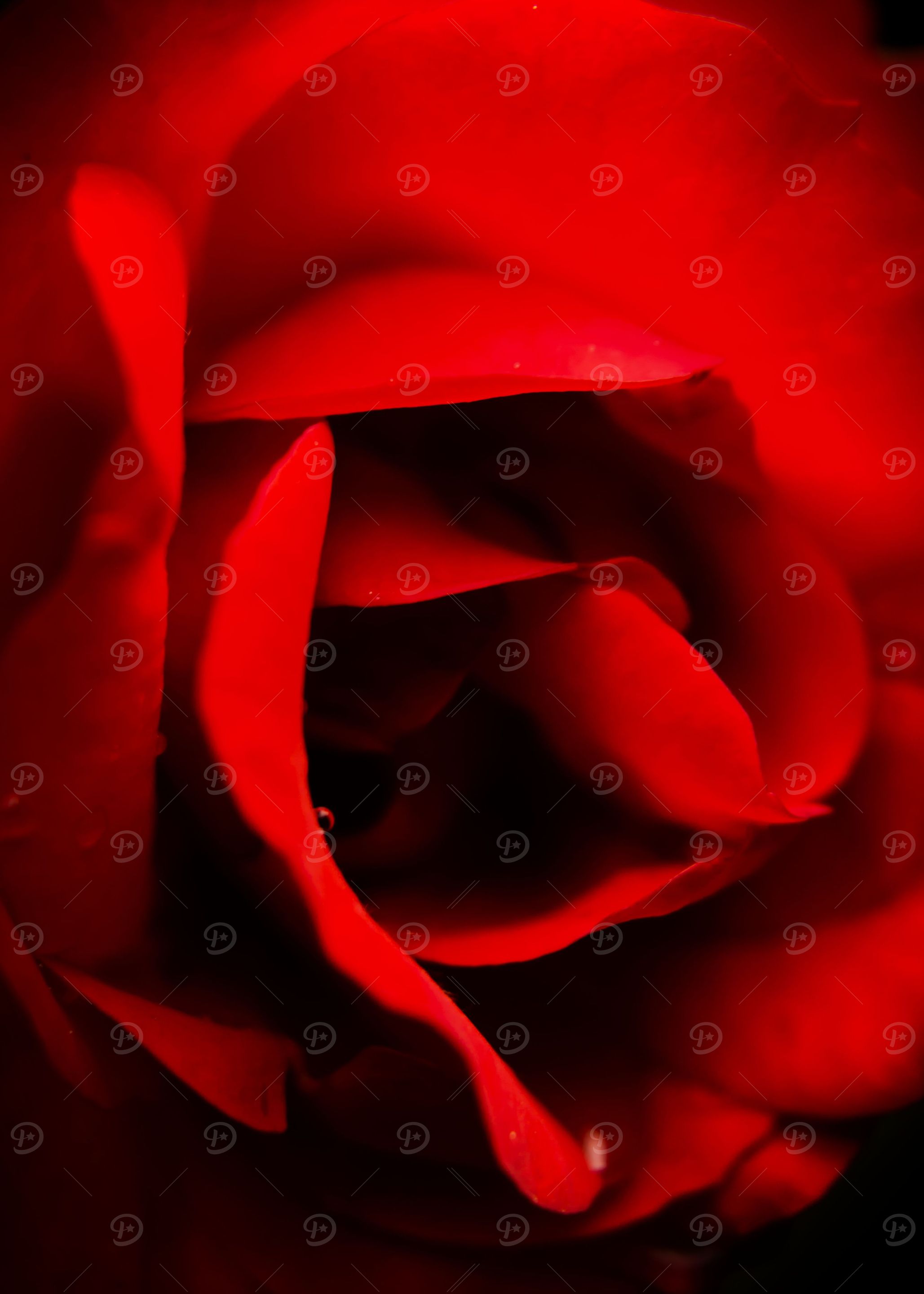 A rose in the dark