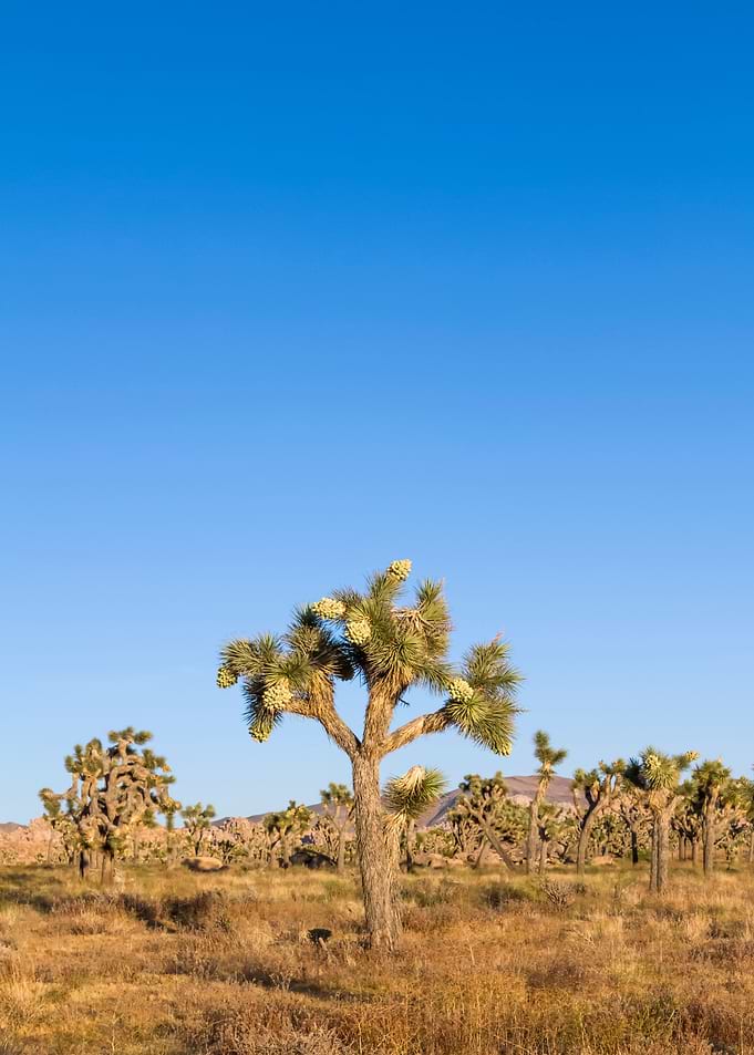 Joshua Tree desert scenery
