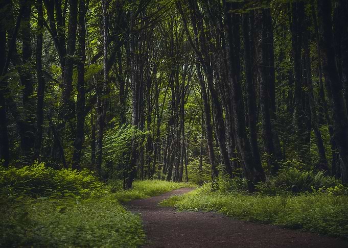Dark and mysterious forest