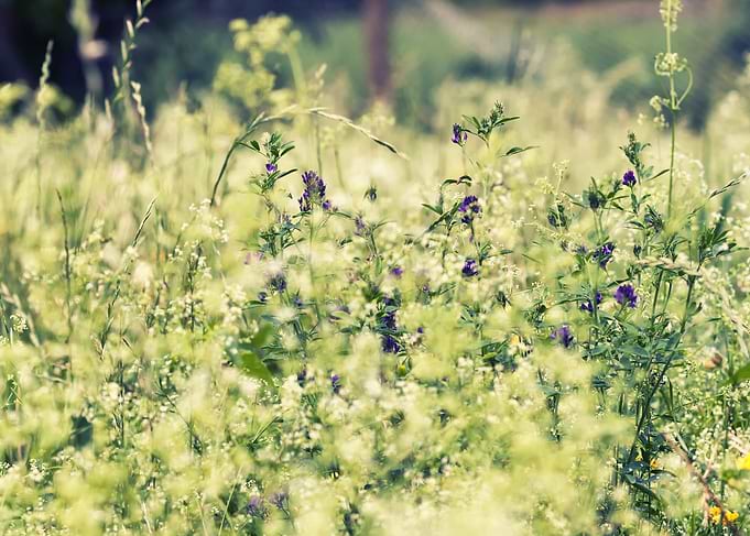 Summer Meadow