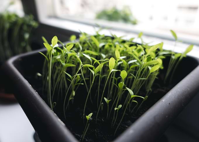 Herbs In The Pot