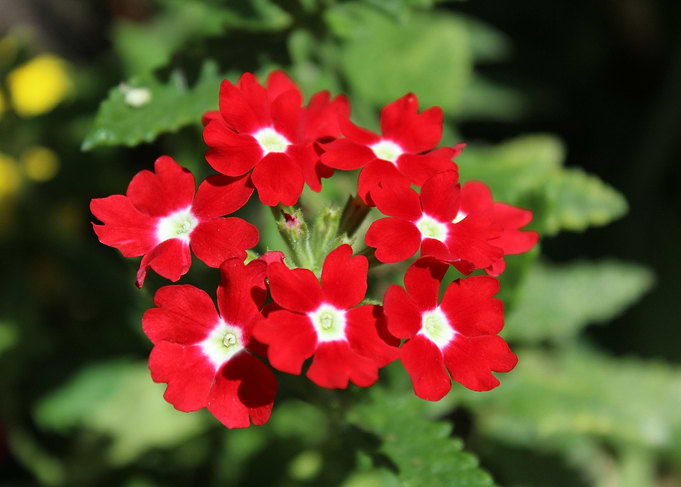 Red Verbena Oficinalis