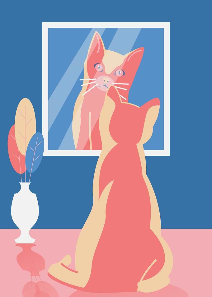 CAT REFLECTION