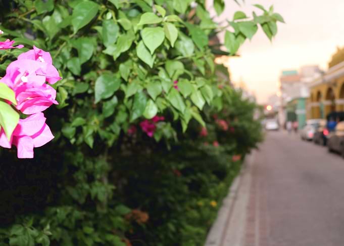 Floral Beauty