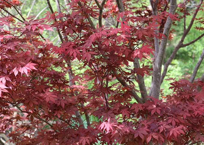 Maple Leaves