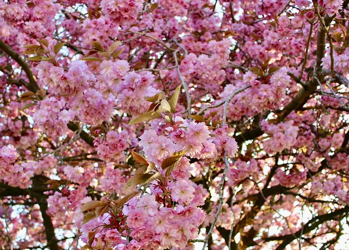 Cherry Pink Blossom