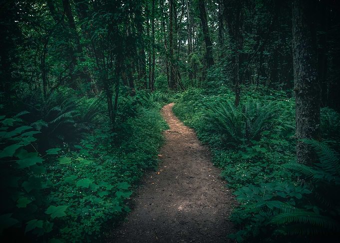 Magical forest path