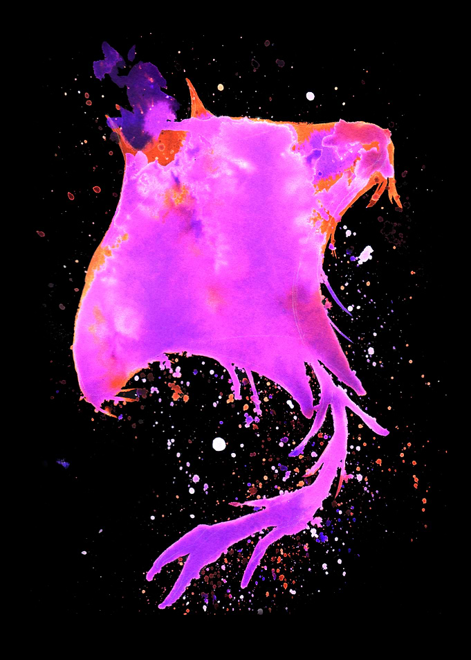 Pink Manta Ray