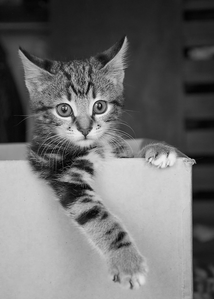 Kitten in a box