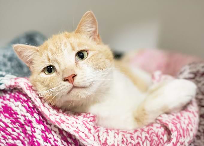 Ginger Cat