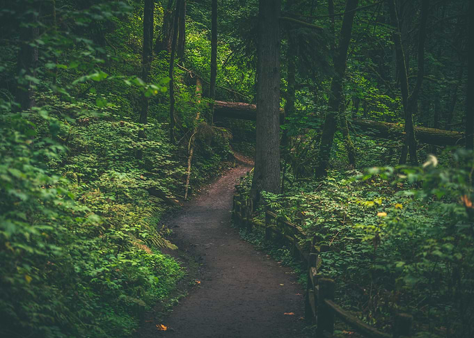 Mysterious forest path