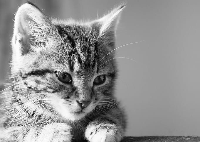 Tabby Kitten