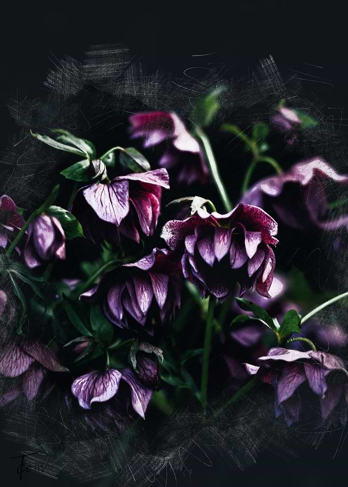 Dark Dahlias