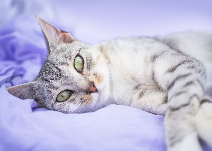 Sleepy Cat