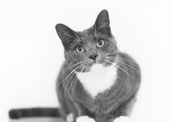 Cute Cat