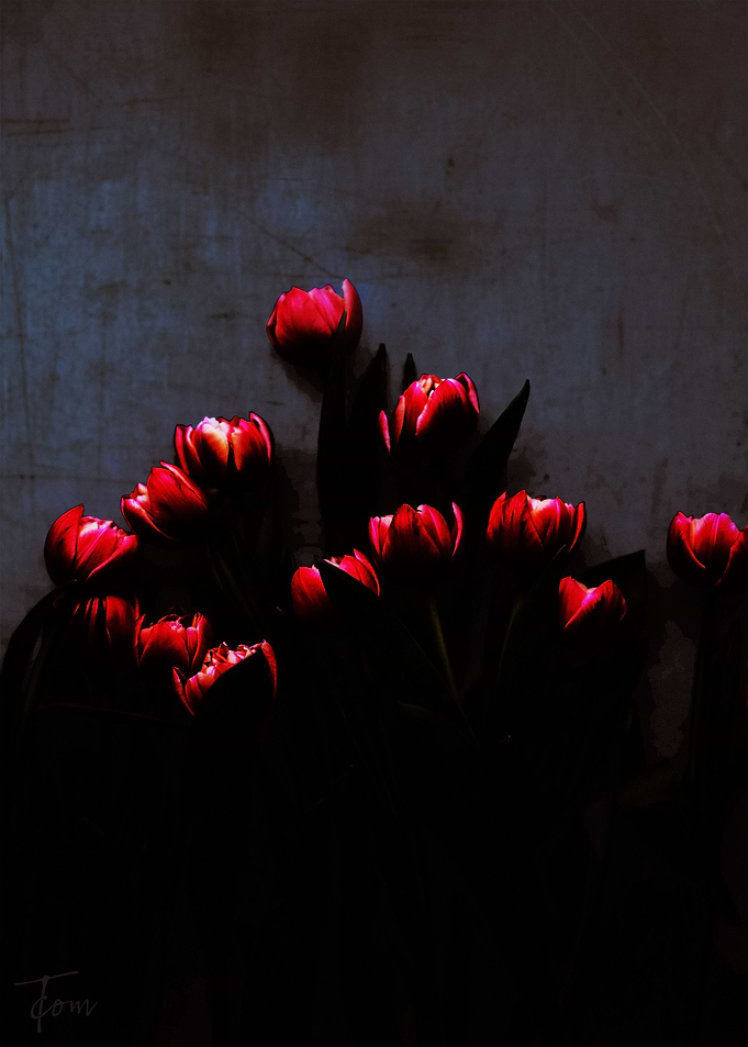 Red tulips