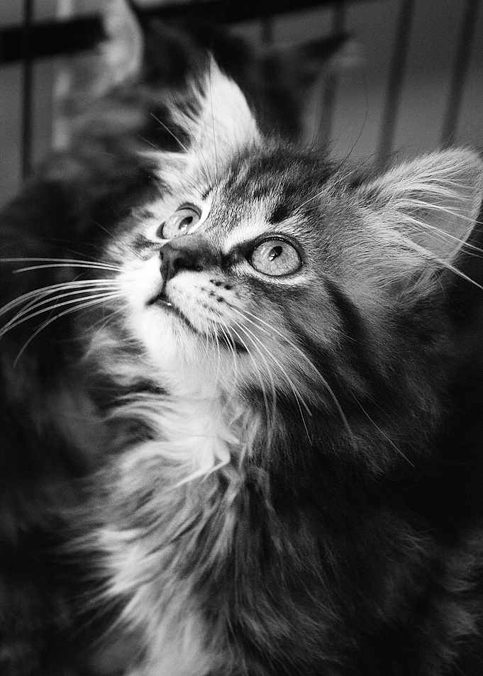 Tabby Kitten