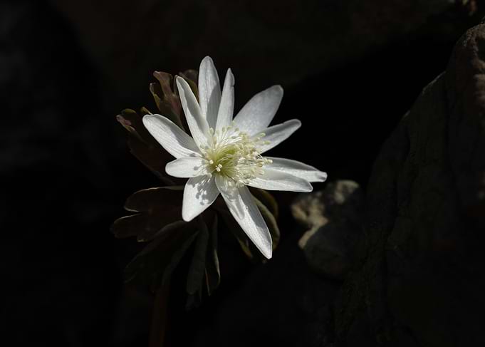 White Baram Flower